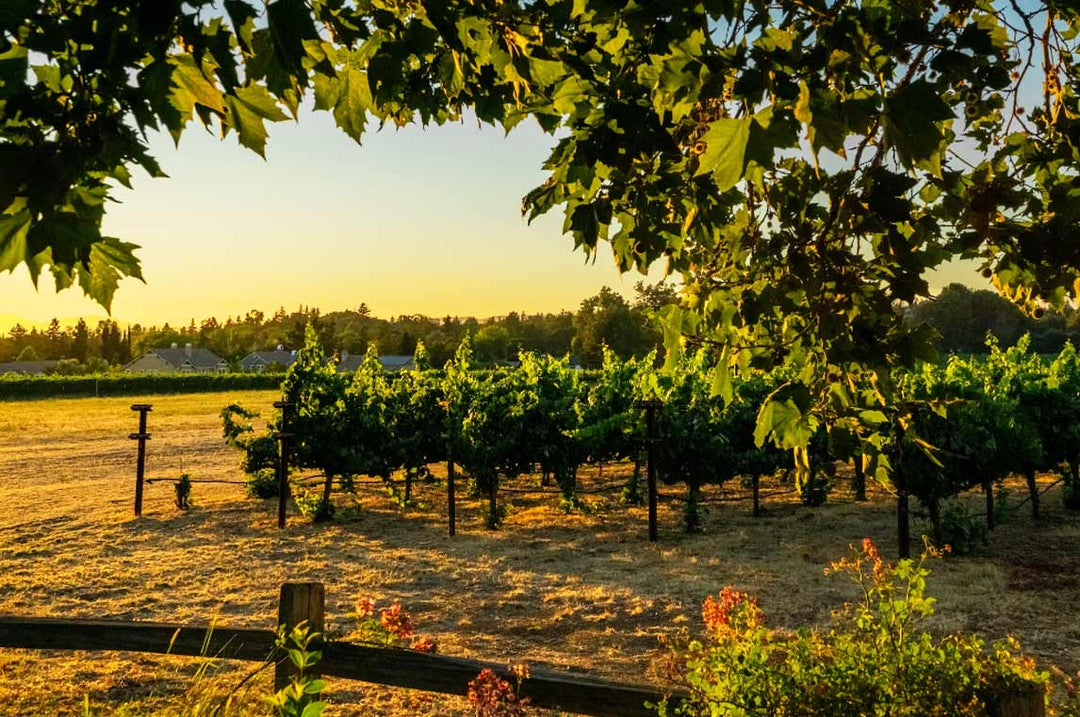 A Vintage Tale: The Rich History of Northern California's Winemaking Region