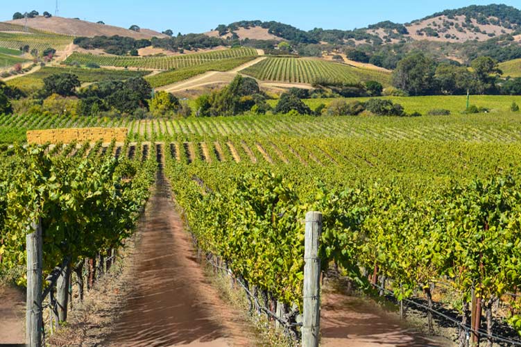 View of a vineyard in the Northern California area of Mendocino, Sonoma and Lake counties where amazing artisan wines are made.