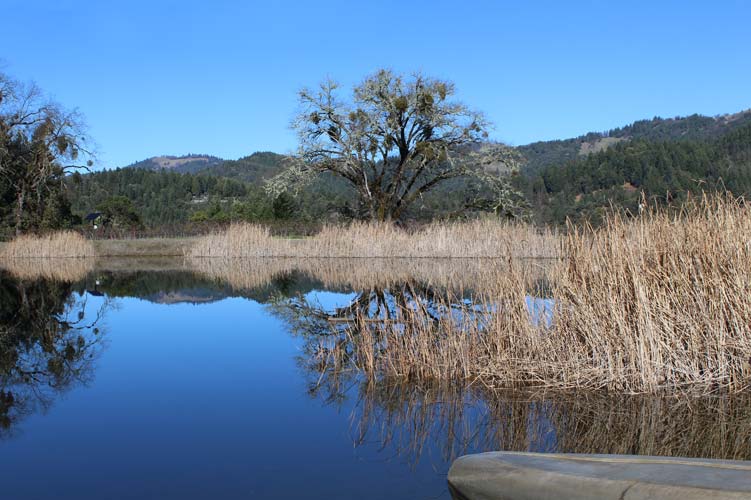 Where Sustainability Meets Craft: A Vineyard Powered by Intention - Bergin-Sipila Winery