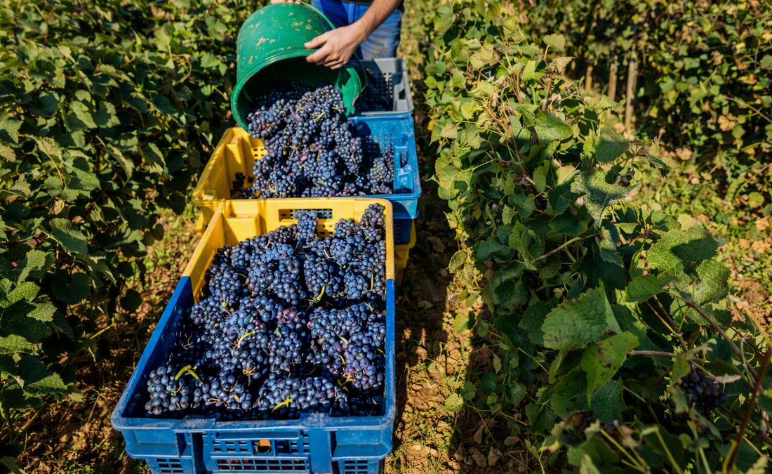 Predictions for Harvest 2026: A Season of Quiet Confidence