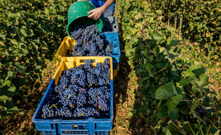 Predictions for Harvest 2026: A Season of Quiet Confidence