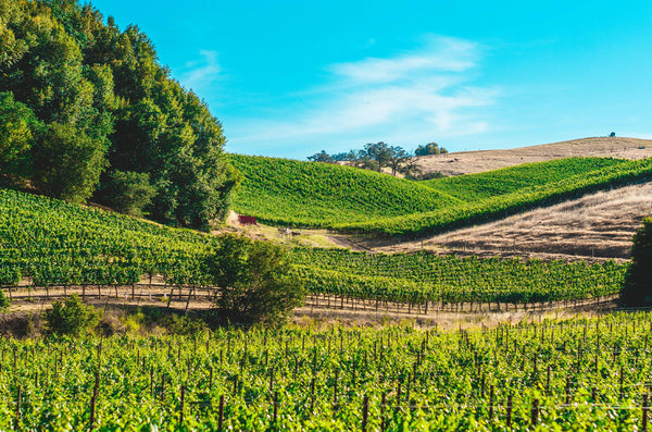 Alexander Valley