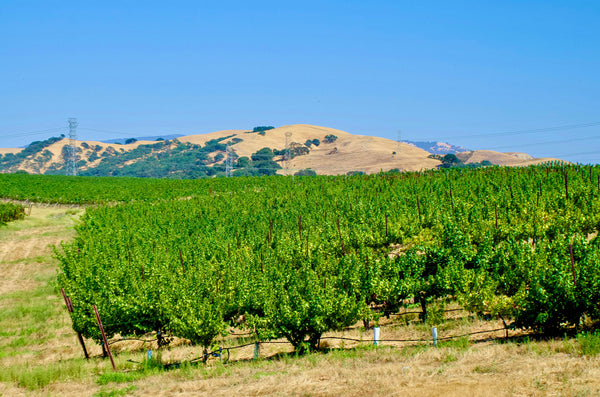 Anderson Valley
