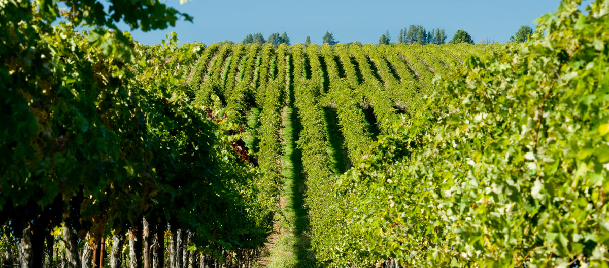 Lake County Wines — The high‑elevation Gem just north of Napa.