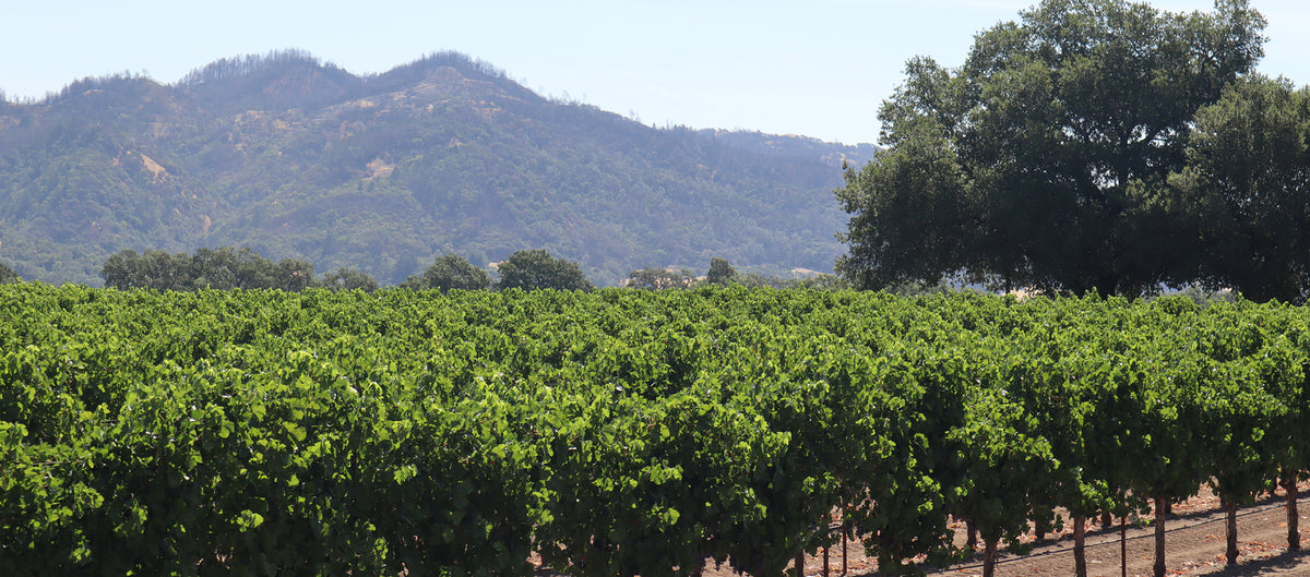 Mendocino County Wines — California's Organic Wine Capital