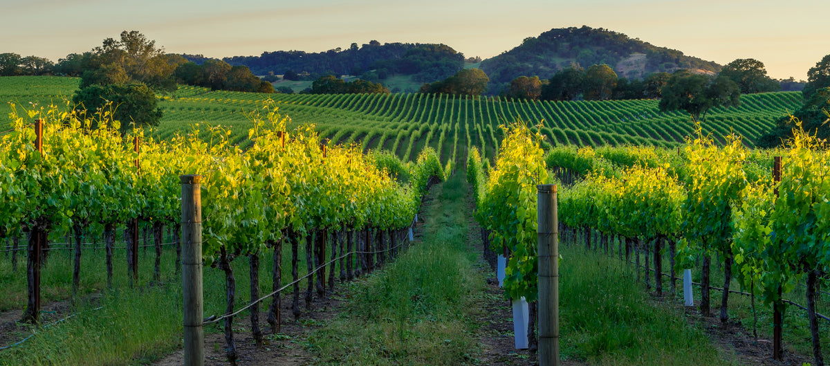Sonoma County Wines — The California wine adventure with endless range