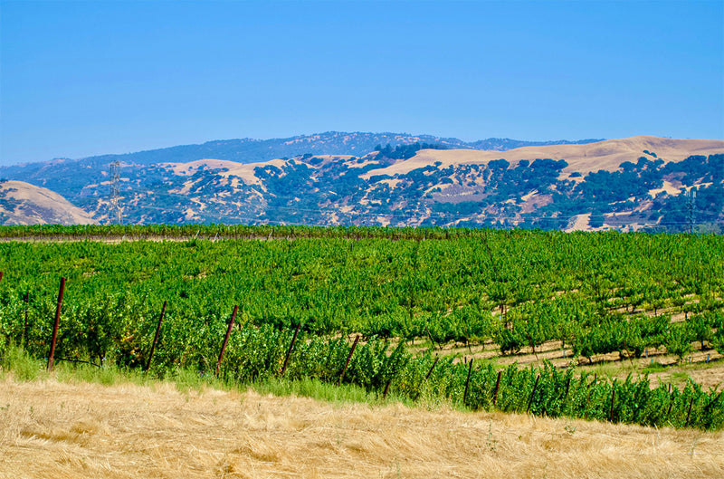 Ukiah Valley Wines